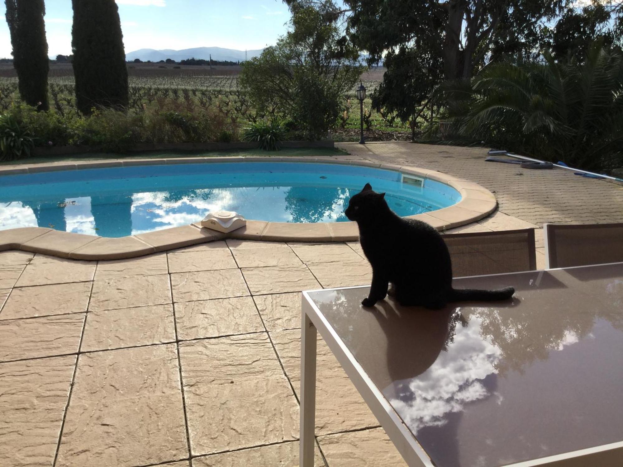 Bed and Breakfast Mas Soleil Et Vignes Saint-Hippolyte  Экстерьер фото