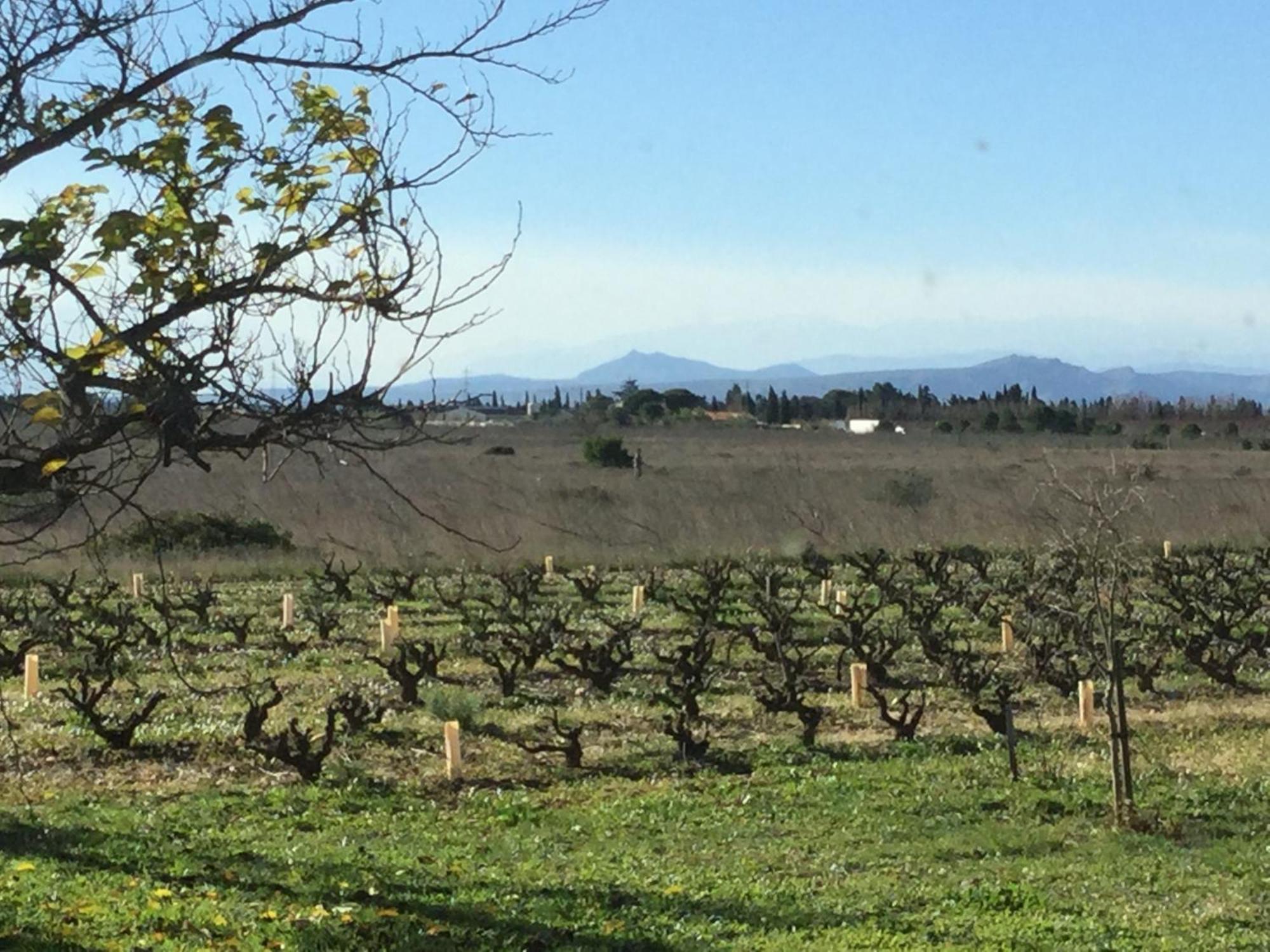 Bed and Breakfast Mas Soleil Et Vignes Saint-Hippolyte  Экстерьер фото